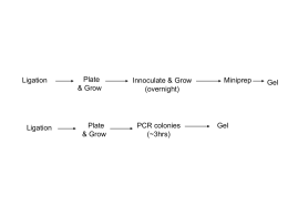 Ligation  Ligation  Plate & Grow  Plate & Grow  Innoculate & Grow (overnight)  PCR colonies (~3hrs)  Miniprep  Gel  Gel.