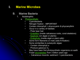 I.  Marine Microbes B.  Marine Bacteria 1.  Autotrophic a.  Photosynthetic i. Cyanobacteria • Nitrogen fixation - IMPORTANT • Contain chlorophyll + phycocyanin & phycoerythrin • Occur in a variety of habitats - Polar bear hair - Endolithic.