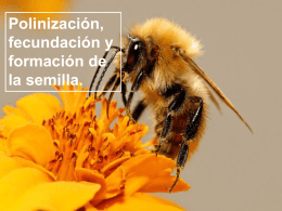 Polinización, fecundación y formación de la semilla. La polinización. ¿QUÉ ES? Es el traslado de los granos de polen (que contienen 2 espermatozoides cada uno) hasta los.