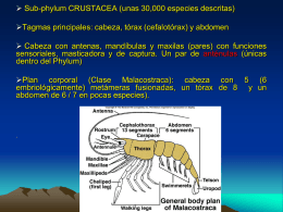  Sub-phylum CRUSTACEA (unas 30,000 especies descritas) Tagmas principales: cabeza, tórax (cefalotórax) y abdomen  Cabeza con antenas, mandíbulas y maxilas (pares)