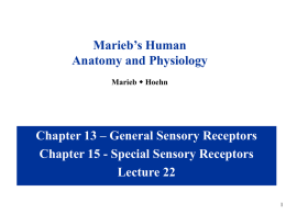 Marieb’s Human Anatomy and Physiology Marieb w Hoehn  Chapter 13 – General Sensory Receptors Chapter 15 - Special Sensory Receptors Lecture 22