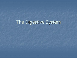 The Digestive System Functions of the Digestive System   Ingest food    Break down food into nutrient molecules    Absorb molecules into the bloodstream    Rid the body.