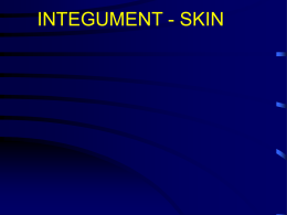 INTEGUMENT - SKIN I. Skin - General considerations: A. Skin is an organ that fulfills and/or mediates many different functions.