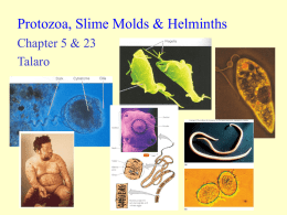Protozoa, Slime Molds & Helminths Chapter 5 & 23 Talaro Protozoa • • • • •  65,000 species Heterotrophic Eukaryotic Most are unicellular, colonies are rare Most have locomotive structures – flagella, cilia,