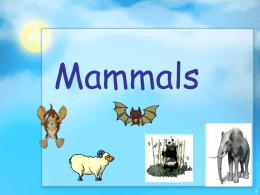 Mammals Evolution and Characteristics Mammals belong to the class Mammalia, which includes 4000 species Most dominant land animals on earth.