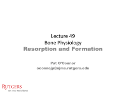 Lecture 49 Bone Physiology Resorption and Formation Pat O’Connor oconnojp@njms.rutgers.edu Components of Bone Extracellular Matrix • 90% mineral  Cellular • Osteoblasts  • Hydroxyapatite • Ca10(PO4)6(OH)2  • Osteocytes • Periosteal • Endosteal  • 10% organic • • • • •  Type.