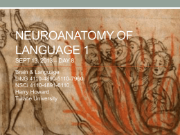 NEUROANATOMY OF LANGUAGE 1 SEPT 13, 2013 – DAY 8 Brain & Language LING 4110-4890-5110-7960 NSCI 4110-4891-6110 Harry Howard Tulane University.