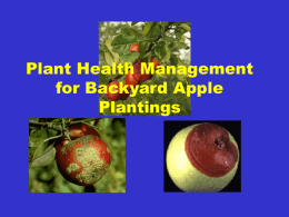 Plant Health Management for Backyard Apple Plantings Prepared by  Mike Ellis Professor and Extension Specialist and  Omer Erincik  Graduate Research Assistant Department of Plant Pathology The Ohio State University OARDC/OSUE Wooster,