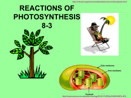 http://vilenski.org/science/safari/cellstructure/chloroplasts.html  REACTIONS OF PHOTOSYNTHESIS 8-3  http://www.science.siu.edu/plant-biology/PLB117/JPEGs%20CD/0076.JPG REMEMBER BIO 1 http://www.newtonswindow.com/problem-solving.htm Remember from CELL BIO Enzymes for PHOTOSYNTHESIS are in the ________________ CHLOROPLASTS  http://www.science.siu.edu/plant-biology/PLB117/JPEGs%20CD/0076.JPG.