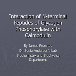 Interaction of N-terminal Peptides of Glycogen Phosphorylase with Calmodulin By James Proestos Dr. Sonia Anderson’s Lab Biochemistry and Biophysics Department.