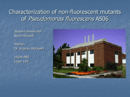 Characterization of non-fluorescent mutants of Pseudomonas fluorescens A506 Student researcher: Kevin Hockett Mentor: Dr. Virginia Stockwell USDA ARS Loper Lab.