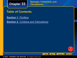 Chapter 33  Sponges, Cnidarians, and Ctenophores  Table of Contents Section 1 Porifera Section 2 Cnidaria and Ctenophora.