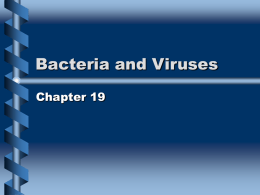 Bacteria and Viruses Chapter 19 Taxonomy • The branch of biology dealing with the classification of life. • 1700s 2 kingdoms: plant and animal •