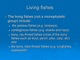Living fishes  The  living fishes (not a monophyletic group) include:       the jawless fishes (e.g.