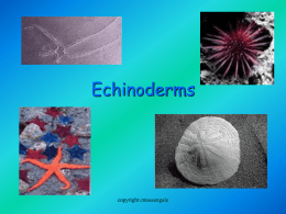 Echinoderms  copyright cmassengale Diversity  Echinodermata means “spiny skin”  Echinoderms usually inhabit shallow coastal waters and ocean trenches  organisms in this class include: • • • •  Sea.