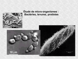 Étude de micro-organismes : Bactéries, levures, protistes Préparation de milieux gélosés Tube La gélose est refroidie en plaçant le tube en position inclinée pour développer une.