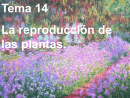 Tema 14 La reproducción de las plantas. Introducción. En el tema anterior vimos cómo se reproducen los animales: • Sexualmente: Se necesitan dos individuos de distinto.