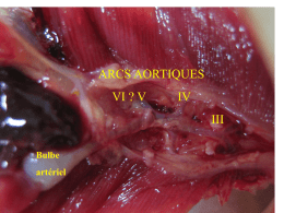 ARCS AORTIQUES VI ? V  IV III  Bulbe artériel Bulbe  artériel  VI ? V  IV  ARCS AORTIQUES  III Branchie  Oreillette Ventricule  Mise en évidence des arcs aortiques de la Truite  Bulbe artériel  VI Aorte ventrale  IV  V  Arcs aortiques  III Dissection de Camille A.