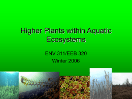 Higher Plants within Aquatic Ecosystems ENV 311/EEB 320 Winter 2006 Bryophyta (mosses & liverworts) •  Sphagnum sp. (sphagnum mosses) –  – –  feathery foliage, often growing in dense mats that readily absorb water acid.