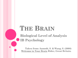 THE BRAIN Biological Level of Analysis IB Psychology Taken from: Aamodt, S. & Wang, S.