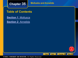 Chapter 35  Mollusks and Annelids  Table of Contents Section 1 Mollusca Section 2 Annelida.