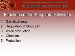 Functions of the Respiratory System 1. 2. 3. 4. 5.  Gas Exchange Regulation of blood pH Voice production Olfaction Protection.