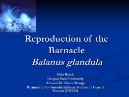 Reproduction of the Barnacle  Balanus glandula Erin Breck Oregon State University Advisor Dr. Bruce Menge Partnership for Interdisciplinary Studies of Coastal Oceans (PISCO)