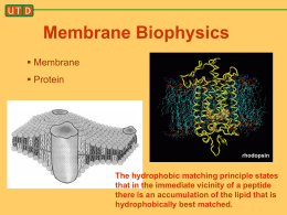 Membrane Biophysics  Membrane  Protein  rhodopsin  The hydrophobic matching principle states that in the immediate vicinity of a peptide there is an accumulation of the.