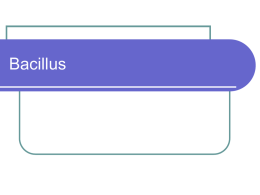 Bacillus Bacillus   Classification          All are large Gram-positive bacilli Are aerobic Form endospores Most are found in dust and soil Bacillus anthracis is the major pathogen in.