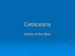 Cetaceans Giants of the Sea! Cetaceans    Mammals  Aquatic  Some of the largest animals in the world.
