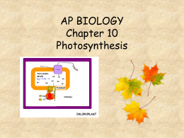 AP BIOLOGY Chapter 10 Photosynthesis Name the enzyme that catalyzes the fixation of carbon onto RuBP in Calvin cycle in C3 plants.  RUBISCO  Name the cells.