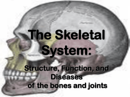 The Skeletal System: Structure, Function, and Diseases of the bones and joints Is this the correct anatomical position?