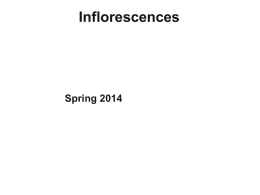 Inflorescences  Spring 2014 What is an inflorescence? • Simpson = An aggregate of one or more flowers, the boundaries of which generally occur with.