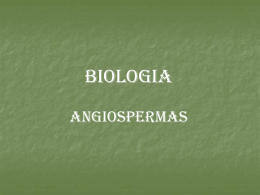 BIOLOGIA ANGIOSPERMAS Angiospermas Habitat  As angiospermas ocupam praticamente todos os ecossistemas do planeta, devido a sua grande capacidade de adaptação e mecanismos eficientes de dispersão,