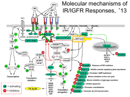 Molecular mechanisms of IR/IGFR Responses, ‘13  pS  = activating  pS  = inhibitory How do we determine the most important “targets”, the timing, the cross regulation, and the “drugability”