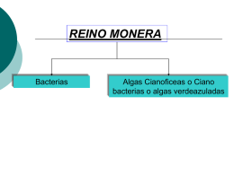 REINO MONERA  Bacterias  Algas Cianoficeas o Ciano bacterias o algas verdeazuladas Cianoficeas   Las Cianobacterias o algas verdeazuladas, que comprenden el filo de los Cianofitos, representan el grupo de células más primitivo. Son microorganismos.
