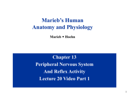 Marieb’s Human Anatomy and Physiology Marieb w Hoehn  Chapter 13 Peripheral Nervous System And Reflex Activity Lecture 20 Video Part 1