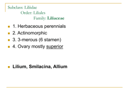 Subclass: Liliidae Order: Liliales Family: Liliaceae    1. Herbaceous perennials 2. Actinomorphic 3. 3-merous (6 stamen) 4.