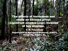 The effects of hurricanes and roads on Chinese privet (Ligustrum sinense Lour.) invasion of bay swamps. S.