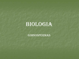 BIOLOGIA GIMNOSPERMAS Gimnospermas Habitat Plantas terrestres de clima frio. Características Gerais - veg. Vasculares, com órgãos verdadeiros e porte grande; - c\ raiz (axial), caule (tronco)