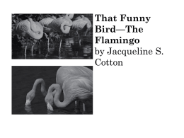 That Funny Bird—The Flamingo by Jacqueline S. Cotton 1 Which sentence from the selection is an opinion? Ο A.