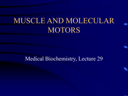 MUSCLE AND MOLECULAR MOTORS  Medical Biochemistry, Lecture 29 Lecture 29, Outline • Muscle proteins and structure • Protein interactions involved with muscle contraction • Structure of.