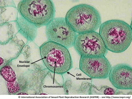 Nuclear Envelope Cell Membrane Chromosomes &copy; International Association of Sexual Plant Reproduction Research (IASPRR) &ndash; see http://www.iasprr.org/