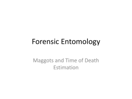 Forensic Entomology Maggots and Time of Death Estimation Entomology is the Study of Insects Images from: www.afpmb.org/military_entomology/usar myento/files/ArmyEntomology.ppt.