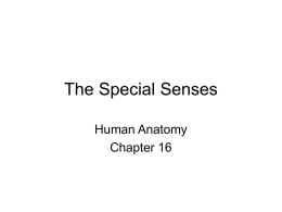 The Special Senses Human Anatomy Chapter 16 I. The chemical senses: taste and smell  Four of the five senses are localized in the face.
