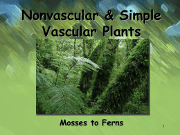 Nonvascular & Simple Vascular Plants  Mosses to Ferns Spore Capsules  Seedless Nonvascular Plants  Moss Divisions • Bryophyta – Moss • Hepatophyta – liverworts • Anthocerophyta - hornworts.
