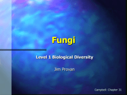 Fungi Level 1 Biological Diversity  Jim Provan  Campbell: Chapter 31 Introduction Fungi are eukaryotes Nearly all multicellular (yeasts are unicellular) Distinguished from other kingdoms by: Nutrition Structural organisation Growth Reproduction.