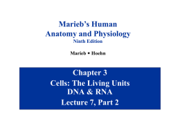 Marieb’s Human Anatomy and Physiology Ninth Edition Marieb w Hoehn  Chapter 3 Cells: The Living Units DNA & RNA Lecture 7, Part 2