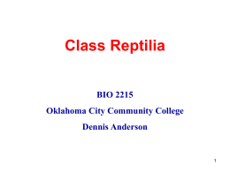 Class Reptilia BIO 2215 Oklahoma City Community College  Dennis Anderson Class Reptilia • • • • •  Scales Amniotic egg One occipital condyle Ectothermic Three chambered heart – Alligators have 4  • Claws.
