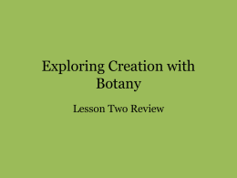 Exploring Creation with Botany Lesson Two Review About Seeds Inside every seed is a dormant baby plant. Dormant means the baby plant is sleeping. The.